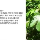 299 미국찰나무, Sassafras 이미지