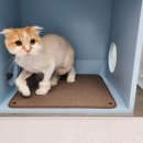 장화신은 고양이 & 강아지 미용 이미지