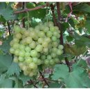 관암농장 이미지