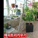 해피트리 키우기 식물 화분 화초진딧물 제거 퇴치법 진자바 싹자바 이미지