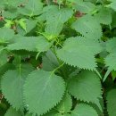산야초-방아풀(연명초延命草) 이미지