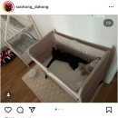 다홍 이미지