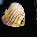 엘리스강 이미지