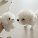 성덕애견 | Random Photodump