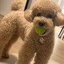 피개행개 이미지