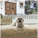 드웰 | 성산동강아지미용 사랑하는 반려견을 위한 최고의 선택, 살롱드웰 후기