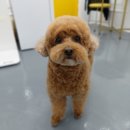 거창하개 이미지