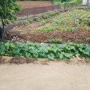 25년7월4일(금) 5일(토) 농막주변 예초 및 개나리울타리 전정, 울타리 밖 농로 제초제살포, 서리태순치기등 1박2일 이미지