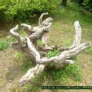 남근농장 이미지