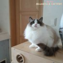 젤로돌스 이미지