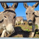 둔내농장 이미지