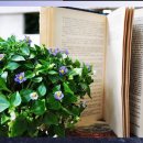 몰리스펫샵(스타필드 하남) 이미지