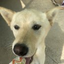 명랑한도그 이미지