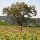 화신여관 이미지