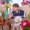 모아 dog 이미지