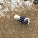 말티즈민박