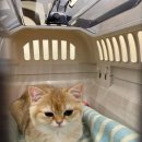 품속동물병원 이미지