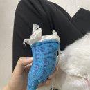 한우리 동물병원 | 합정 아이엠동물병원 슬개골수술 실밥 제거