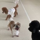 청주 애견유치원 꼬리흔들개Lucky 네이버블로그