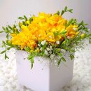 후리지아 이미지