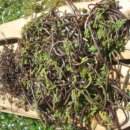 비금도한옥 이미지