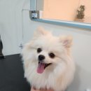 미소애견미용실 이미지