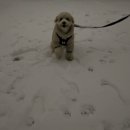 태인 애견 | 2025 상반기 일상 모음.zip :: 영역전개 먹부림,,