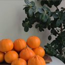 제주 빙새기 이미지