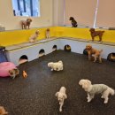 돈워리독 이미지