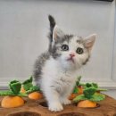 강아지분양 고양이분양 도그마루 무료 검단점 이미지