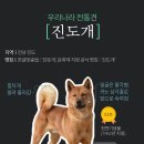 불개, 동경이, 제주개… 역사를 품은 우리나라 '토종개' 이미지