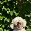 댕스럽개 이미지