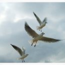 부산갈메기 이미지