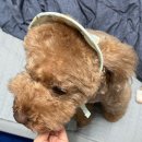 댕데이 | 북수원 애견 미용 | 댕데이, 푸들 두번째 미용 후기