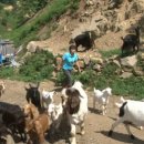 산골목장 이미지