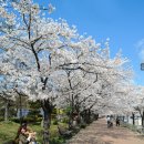 군산공설운동장 주변 벚꽃 이미지