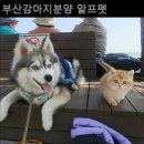 부산강아지분양 알프펫 이미지