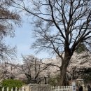 2024 나루랑 버스킹 | 핑크빛 벚꽃 터널에 퐁당! 2024 여의도 봄꽃축제 다녀온 생생 후기 (벨리곰은 덤!)