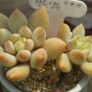 프롬 유니 네이버블로그