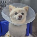 사랑으로동물병원 | 강아지 혈변 급성췌장염 증상 및 피검사, 입원비 (분당 리더스 동물병원)
