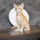 개냥이네 노원본점 이미지