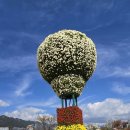 양산황산공원 국화축제 이미지