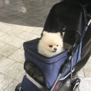 토닥토닥동물병원 | 인천동물병원추천 : 소래동물병원 인천논현점 🐶🐾