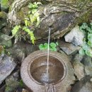 연하엽구름다리 이미지