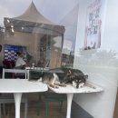 카페:) 멍프리 내돈내산 후기, 자연잔디 애견놀이터...급만남 👋, 삼계로 생막창, 김해 삼계 애견동반...