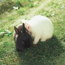 복실복실 이미지