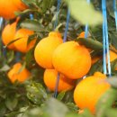 삼진농장 이미지