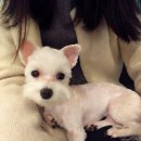 헤어멍펫살롱 이미지