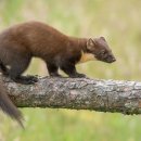 AUTO R S MOTORS 이미지