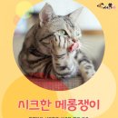 쟁이 이미지